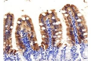 Immunohistochemistry analysis of paraffin-embedded mouse ileum using,FABP6 (ABIN7073921) at dilution of 1: 1000 (FABP6 Antikörper)