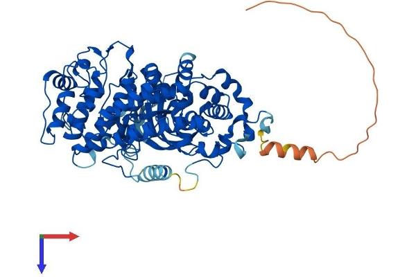 GRK5 Protein (AA 1-590) (His tag)