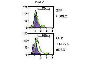 Analysis of BCL2 domain exposure in HEK293 cells transfected with a plasmid coding for a DNA-binding domain-deleted construct of Nur77 (GFP-Nur77/dDBD) using BCL2 polyclonal antibody  in flow cytometry. (Bcl-2 Antikörper)