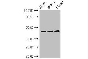 Western Blot Positive WB detected in: A549 whole cell lysate, MCF-7 whole cell lysate, Rat liver tissue All lanes: FMOD antibody at 3 μg/mL Secondary Goat polyclonal to rabbit IgG at 1/50000 dilution Predicted band size: 44 kDa Observed band size: 44 kDa (Fibromodulin Antikörper  (AA 18-89))