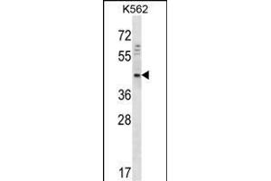 DOC2A Antibody (Center) (ABIN656766 and ABIN2845987) western blot analysis in K562 cell line lysates (35 μg/lane). (DOC2A Antikörper  (AA 277-306))