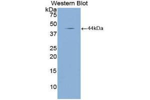 Western Blotting (WB) image for anti-Natriuretic Peptide A (NPPA) (AA 25-152) antibody (ABIN1172608)
