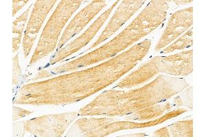ABIN7094323 and ABIN7098370 at 1/100 staining Mouse muscle tissue by IHC-P. (KLC3 Antikörper  (Internal Region))