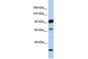Image no. 1 for anti-Protocadherin alpha 10 (PCDHA10) (AA 143-192) antibody (ABIN6743523) (PCDHA10 Antikörper  (AA 143-192))