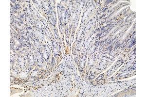 ABIN6265565 and ABIN6278949 at 1/100 staining mouse stomach tissue by IHC-P.