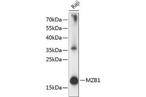 Western blot analysis of extracts of Raji cells, using MZB1 antibody (ABIN7268403) at 1:1000 dilution. (MZB1 Antikörper  (AA 1-189))