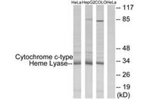 Western blot analysis of extracts from HeLa/HepG2/COLO cells, using Cytochrome c-type Heme Lyase Antibody.