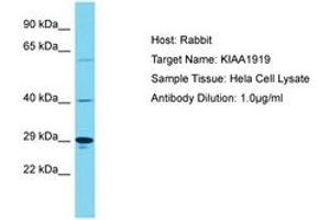 Image no. 1 for anti-KIAA1919 (KIAA1919) (AA 186-235) antibody (ABIN6750573) (KIAA1919 Antikörper  (AA 186-235))