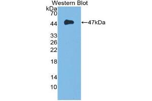 Western blot analysis of the recombinant protein. (FGF10 Antikörper  (AA 37-215))