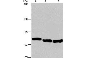 Western Blot analysis of A549, Hela and K562 cell using GAB2 Polyclonal Antibody at dilution of 1:300 (GAB2 Antikörper)