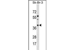 ARMC10 Antibody (N-term) (ABIN1539477 and ABIN2850168) western blot analysis in SK-BR-3 cell line lysates (35 μg/lane).