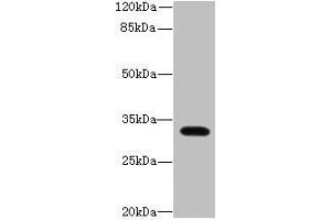 Western blot All lanes: LIX1 antibody at 0.