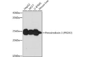 Western blot analysis of extracts of various cell lines, using Peroxiredoxin 3 (PRDX3) (PRDX3) Rabbit mAb (ABIN7269237) at 1:1000 dilution. (Peroxiredoxin 3 Antikörper)
