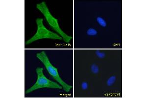 Immunofluorescence (IF) image for anti-Cadherin 5 (CDH5) (Internal Region) antibody (ABIN6391356)