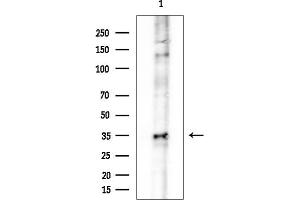 Western blot analysis of lysates from COLO205 cells, using OR8J3 Antibody at 1/1000 dilution.