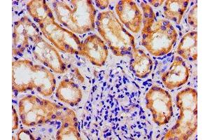 Immunohistochemistry of paraffin-embedded human kidney tissue using ABIN7159794 at dilution of 1:100