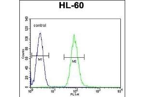 D Antibody (C-term) (ABIN655179 and ABIN2844796) flow cytometric analysis of HL-60 cells (right histogram) compared to a negative control cell (left histogram).