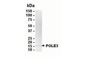 Western Blotting (WB) image for Polymerase (DNA Directed), epsilon 3 (p17 Subunit) (POLE3) (AA 1-147) protein (ABIN2468982) (POLE3 Protein (AA 1-147))