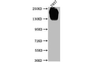 Western Blot (CD45 Antikörper  (AA 24-575))