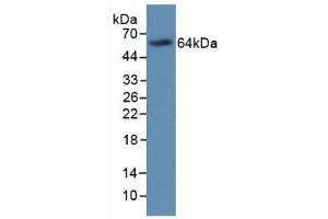 Western blot analysis of recombinant Human MBP. (Major Basic Protein Antikörper  (AA 105-222))