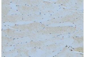 ABIN6276403 at 1/100 staining Mouse muscle tissue by IHC-P. (SOCS3 Antikörper  (C-Term))