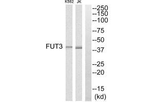 Western Blotting (WB) image for anti-Fucosyltransferase 3 (Galactoside 3(4)-L-Fucosyltransferase, Lewis Blood Group) (FUT3) (Internal Region) antibody (ABIN1851348) (FUT3 Antikörper  (Internal Region))