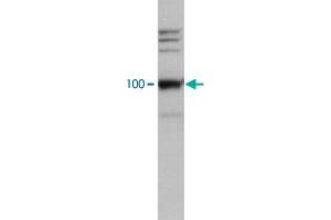 HeLa cell lysate was analysed by Western blot using LEO1 polyclonal antibody , used at dilution 1 : 2000. (LEO1 Antikörper)