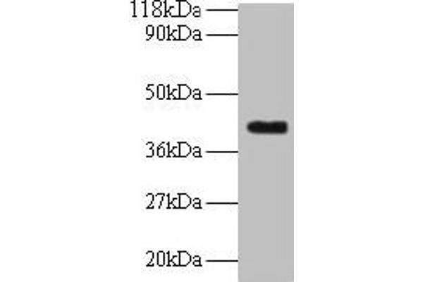 ELAVL2 Antikörper  (AA 4-356)