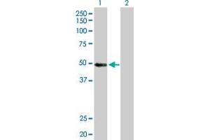 Western Blot analysis of MYST1 expression in transfected 293T cell line by MYST1 MaxPab polyclonal antibody. (MYST1 Antikörper  (AA 1-467))