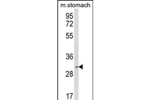 Western blot analysis of SFRS2 Antibody (Center) (ABIN650729 and ABIN2839421) in mouse stomach tissue lysates (35 μg/lane).
