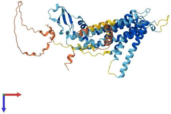 TMEM39B Protein (AA 1-492) (His tag)