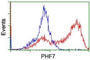 Image no. 2 for anti-PHD Finger Protein 7 (PHF7) (AA 155-381) antibody (ABIN1490977) (PHF7 Antikörper  (AA 155-381))