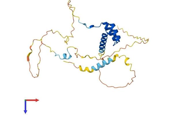 NK6 Homeobox 3 Protein (NKX6-3) (AA 1-265) (His tag)