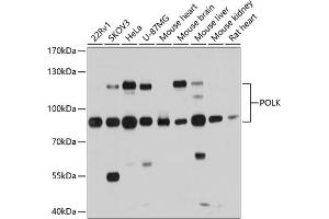 Western blot analysis of extracts of various cell lines, using POLK antibody (ABIN6133859, ABIN6145896, ABIN6145900 and ABIN6215527) at 1:1000 dilution. (POLK Antikörper  (AA 1-100))