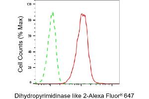 Flow cytometric analysis of Dihydropyrimidinase like 2 expression in C2C12 cells using Dihydropyrimidinase like 2 antibody (ABIN7798337), 1:2,000). (Rekombinanter DPYSL2 Antikörper)