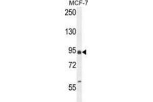 Western blot analysis in MCF-7 cell line lysates (35ug/lane) using EFHB Antibody (N-term). (EFHB Antikörper  (N-Term))