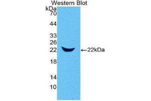 Western Blotting (WB) image for anti-Lipocalin 2 (LCN2) (AA 21-200) antibody (ABIN1078406)