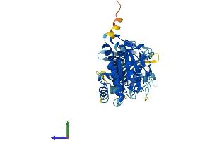 IFI44L Protein (AA 1-452) (His tag)