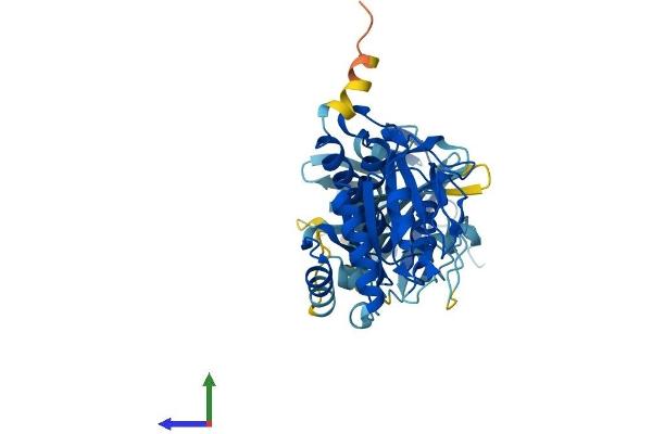 IFI44L Protein (AA 1-452) (His tag)