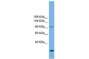 WB Suggested Anti-EXOC1 Antibody Titration: 0. (EXOC1 Antikörper  (N-Term))