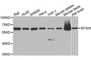 Western blot analysis of extracts of various cell lines, using SF3A3 antibody. (SF3A3 Antikörper  (AA 292-501))