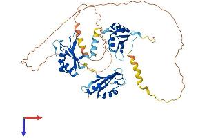 CELF3 Protein (AA 1-465) (His tag)