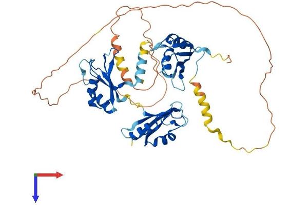CELF3 Protein (AA 1-465) (His tag)