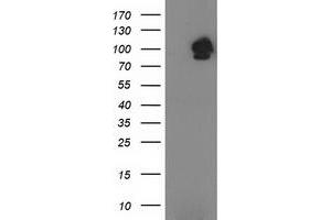 Image no. 1 for anti-Signal Transducer and Activator of Transcription 5A (STAT5A) antibody (ABIN1501189) (STAT5A Antikörper)