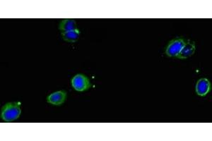 Immunofluorescent analysis of Hela cells using ABIN7169648 at dilution of 1:100 and Alexa Fluor 488-congugated AffiniPure Goat Anti-Rabbit IgG(H+L) (SRP19 Antikörper  (AA 2-144))