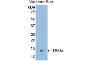 Western Blotting (WB) image for anti-Gonadotropin-Releasing Hormone 1 (Luteinizing-Releasing Hormone) (GNRH1) (AA 25-92) antibody (ABIN1173773) (GNRH1 Antikörper  (AA 25-92))