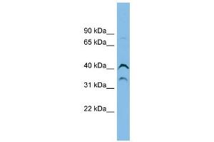 ASB7 antibody used at 1 ug/ml to detect target protein. (ASB7 Antikörper  (Middle Region))