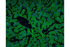 IHC-Fr Image Albumin antibody detects Albumin protein at cytoplasm in rat liver by immunohistochemical analysis.