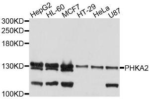 Western blot analysis of extracts of various cell lines, using PHKA2 antibody (ABIN5996377) at 1/1000 dilution. (PHKA2 Antikörper)