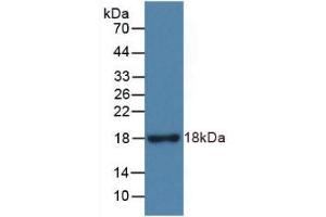 Detection of Recombinant RNASE3, Rat using Monoclonal Antibody to Ribonuclease A3 (RNASE3) (RNASE3 Antikörper  (AA 33-155))